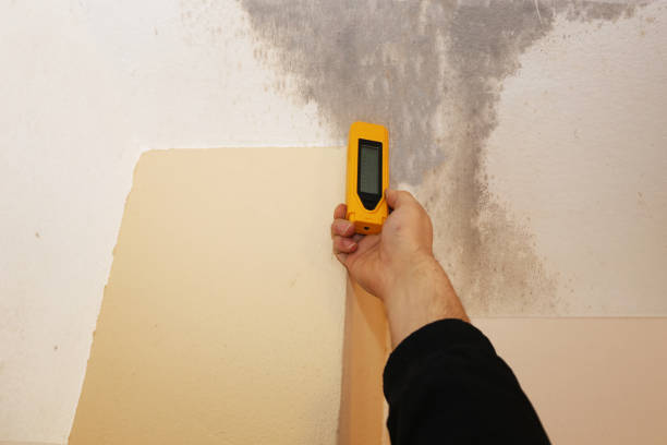 Best Airborne Mold Testing  in Brinckerhoff, NY