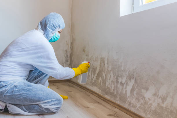 Best Mold Damage Restoration  in Brinckerhoff, NY
