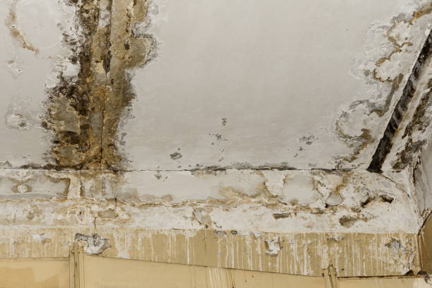 Best Mold Remediation for Healthcare Facilities  in Brinckerhoff, NY