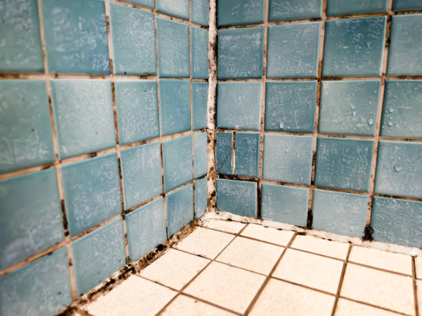 Best Basement Mold Removal  in Brinckerhoff, NY